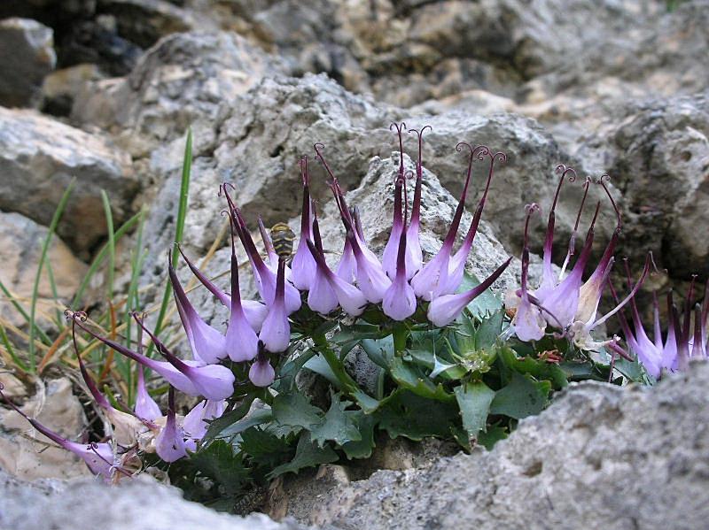 Physoplexis comosa / Raponzolo di roccia